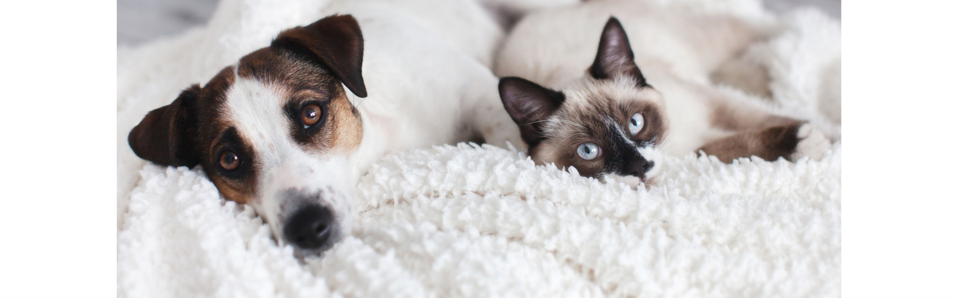 Ascott Pet Friendly Event