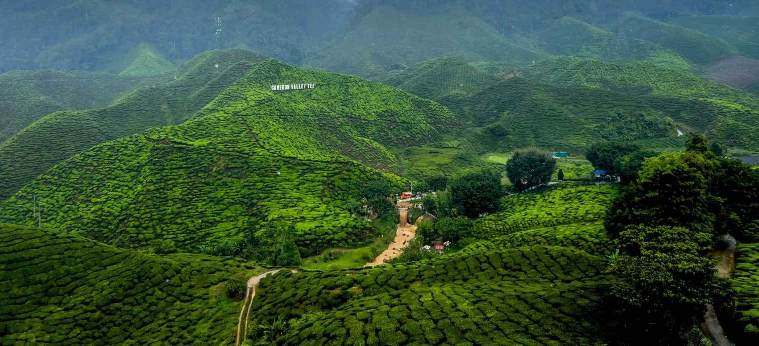 Cameron Highland, Malaysia
