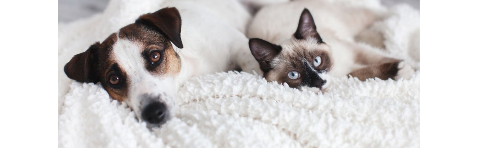 Ascott Pet Friendly Event